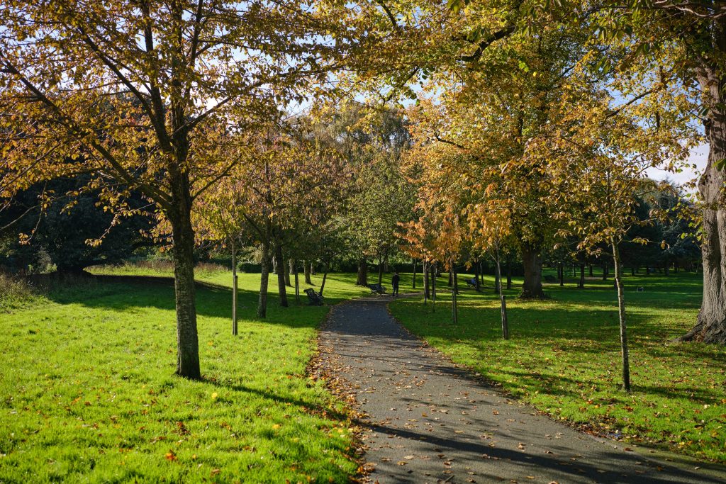 An autumn park path beneath sunlit trees.